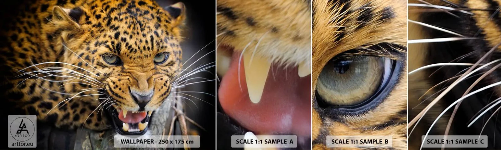 Fototapeta Próbka Standard Eco - Nie podchodź, ostrzegam! - Zwierzęta, Lampart, Dziki Kot - 100x30 cm