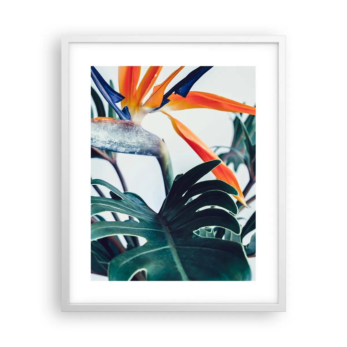 Plakat w białej ramie - Ptakokrzak - 40x50 cm