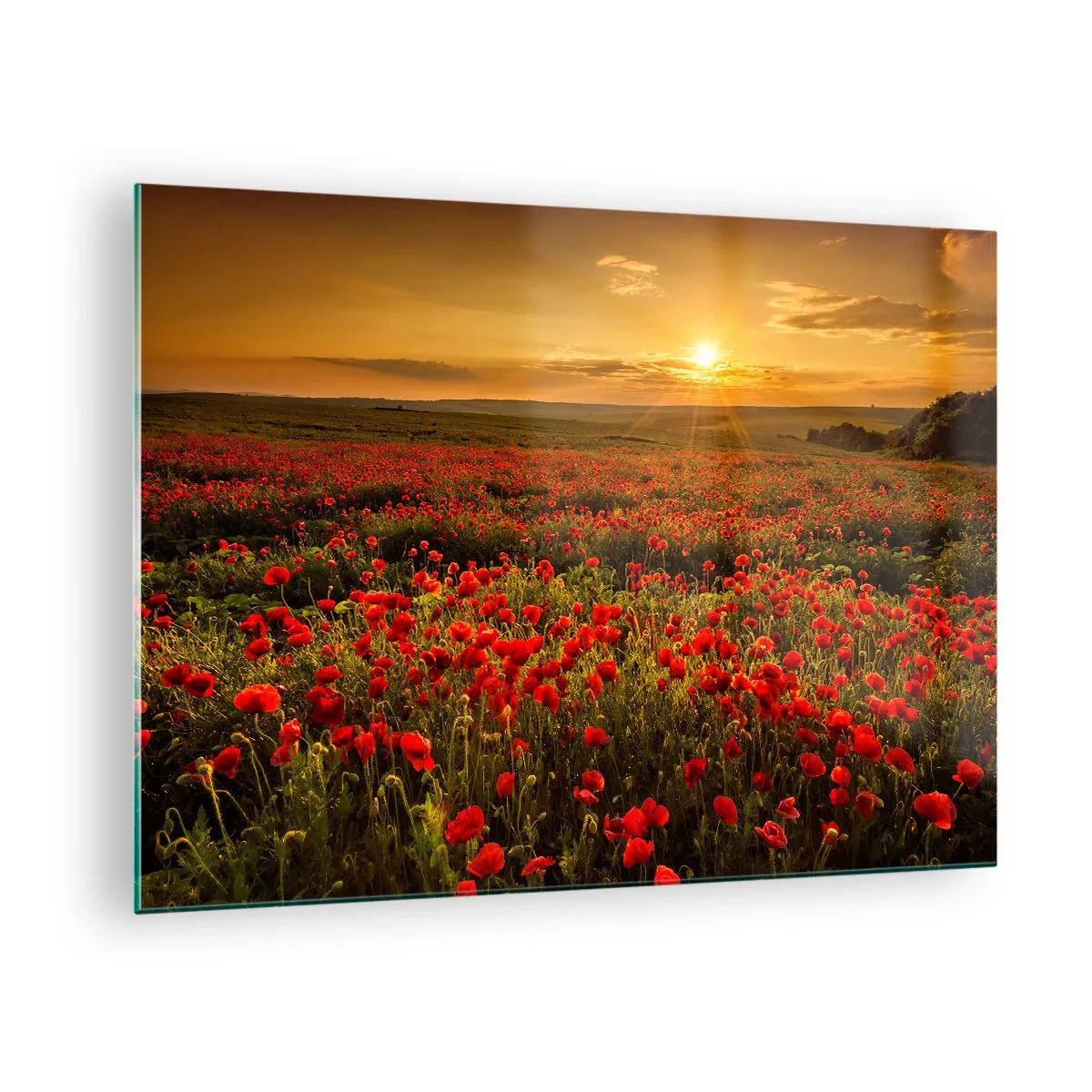 Obraz na szkle - Pole maków oświetlone promieniami zachodzącego słońca - 70x50cm - Wśród fali łąk szumiących, wśród kwiatów powodzi - Nowoczesna dekoracja ścienna do salonu i sypialni ARTTOR