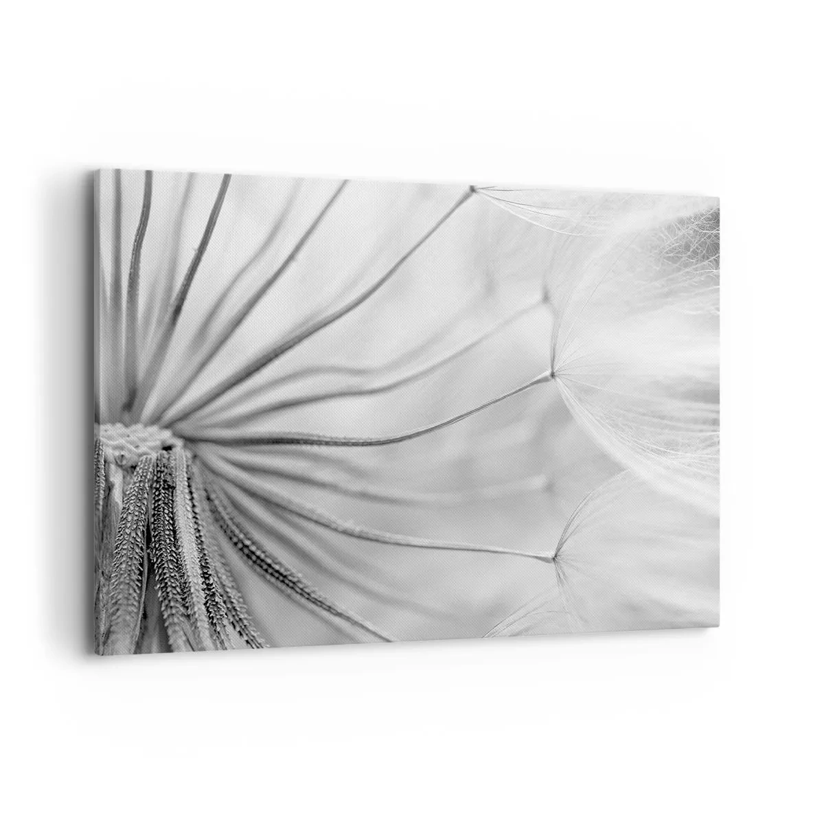 Obraz na płótnie - Delikatne dmuchawce w czarno-białej tonacji - 120x80cm - Dmuchawce, latawce - Nowoczesna dekoracja ścienna do salonu, kuchni i sypialni ARTTOR