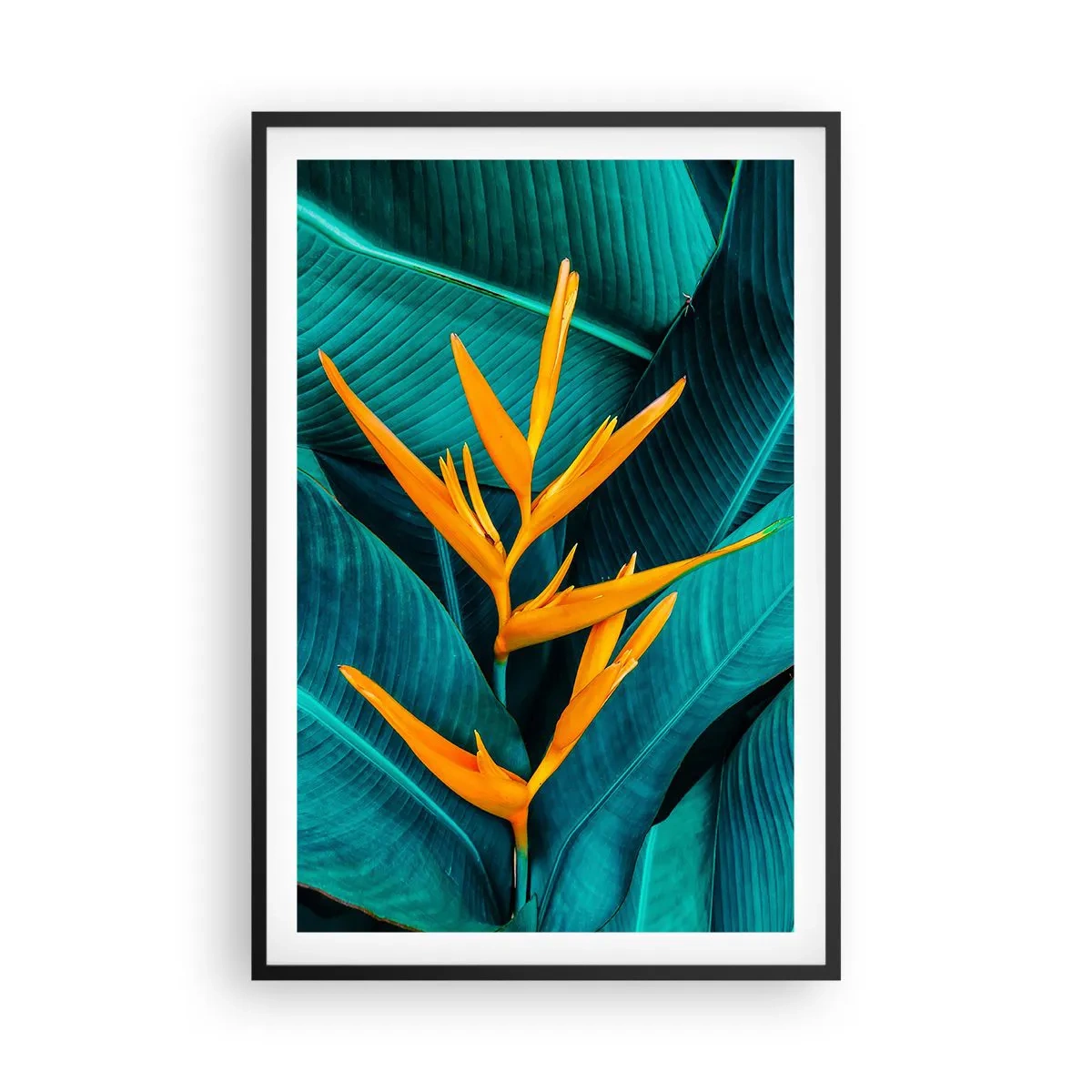 Plakat w czarnej ramie - Kwiat Edenu - 61x91 cm