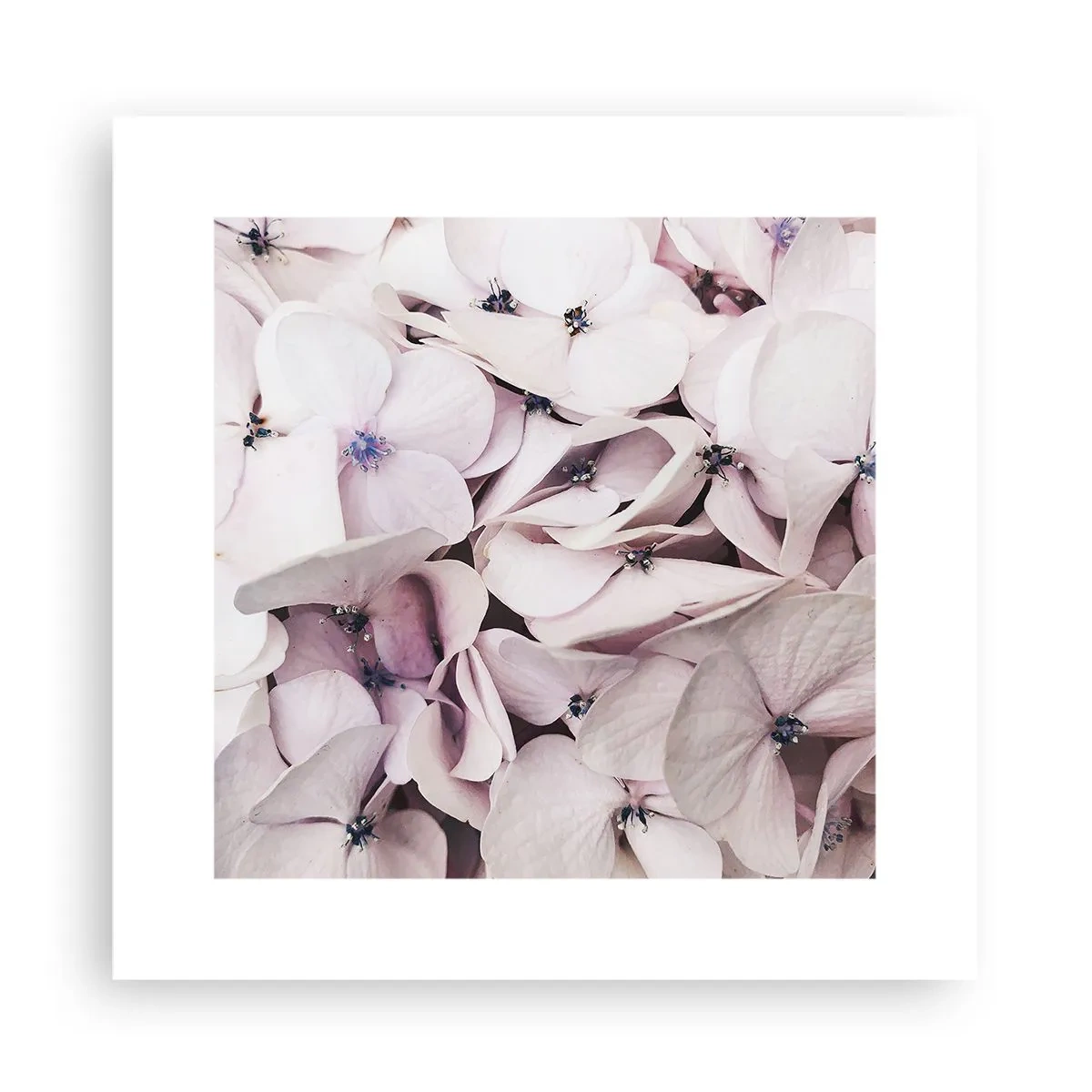 Plakat - W powodzi kwiatów - 30x30 cm