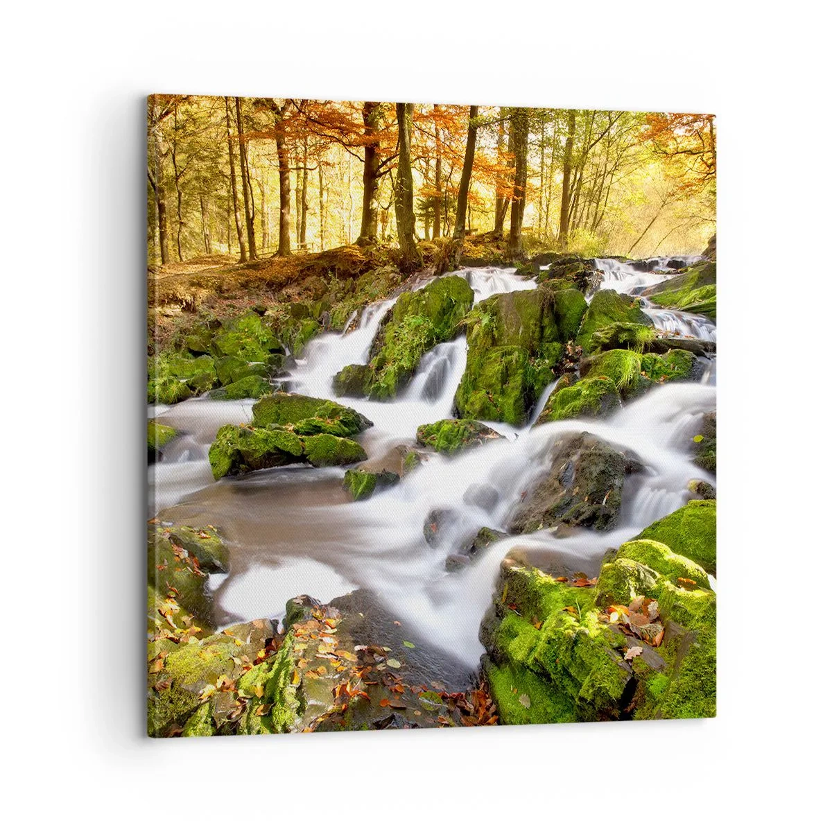 Obraz na płótnie - Bystro przez jesienny las - 60x60 cm