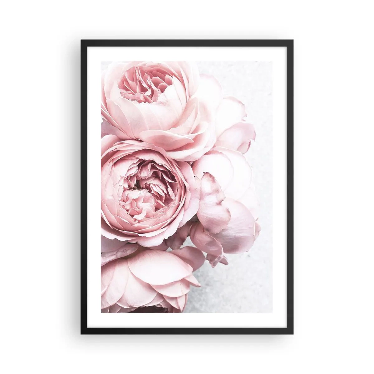 Plakat w czarnej ramie - Delikatne różowe kwiaty piwonii w zbliżeniu - 50x70cm - Dla romantyków - Nowoczesna dekoracja ścienna do salonu i sypialni ARTTOR