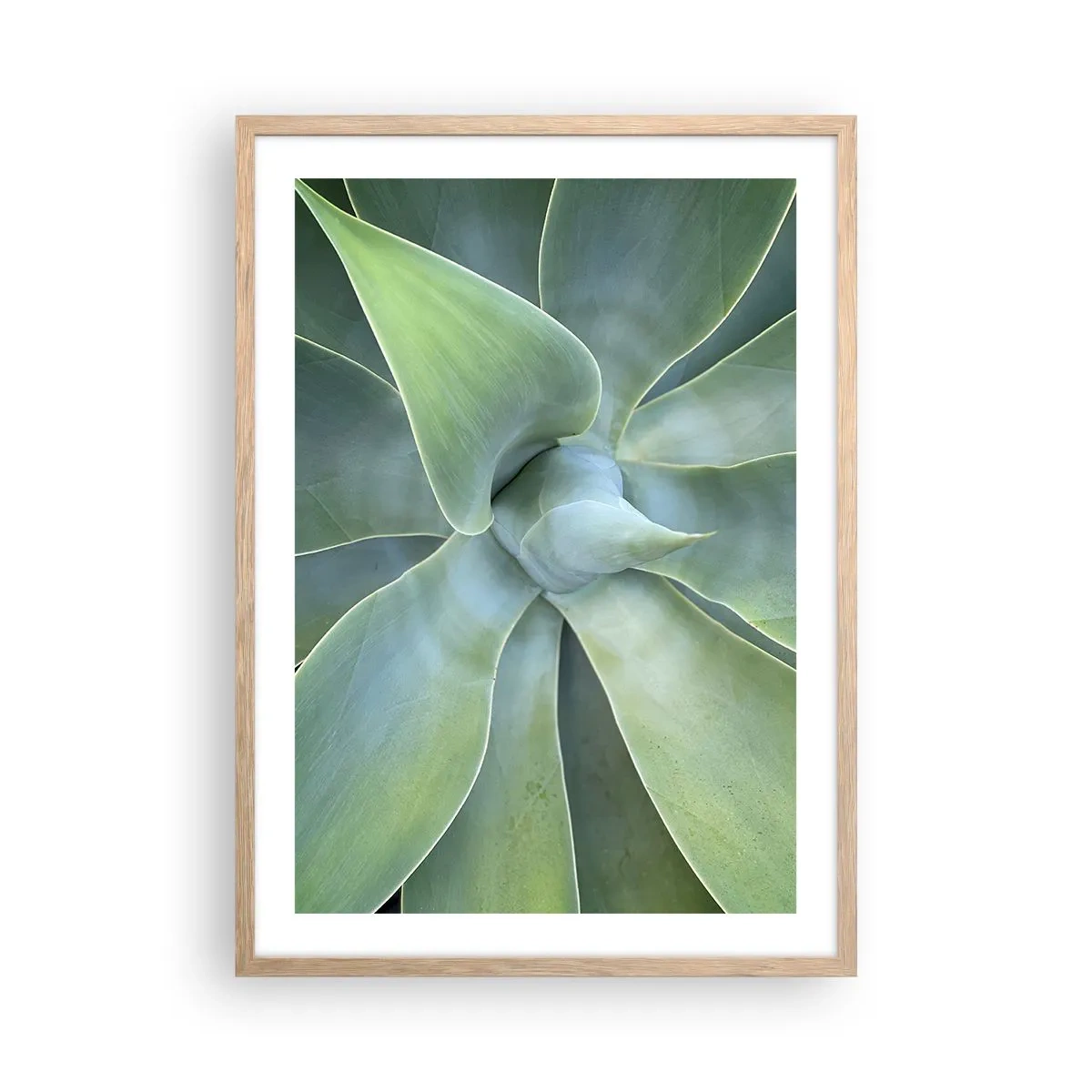 Plakat w ramie jasny dąb - Narodziny zieleni - 50x70 cm