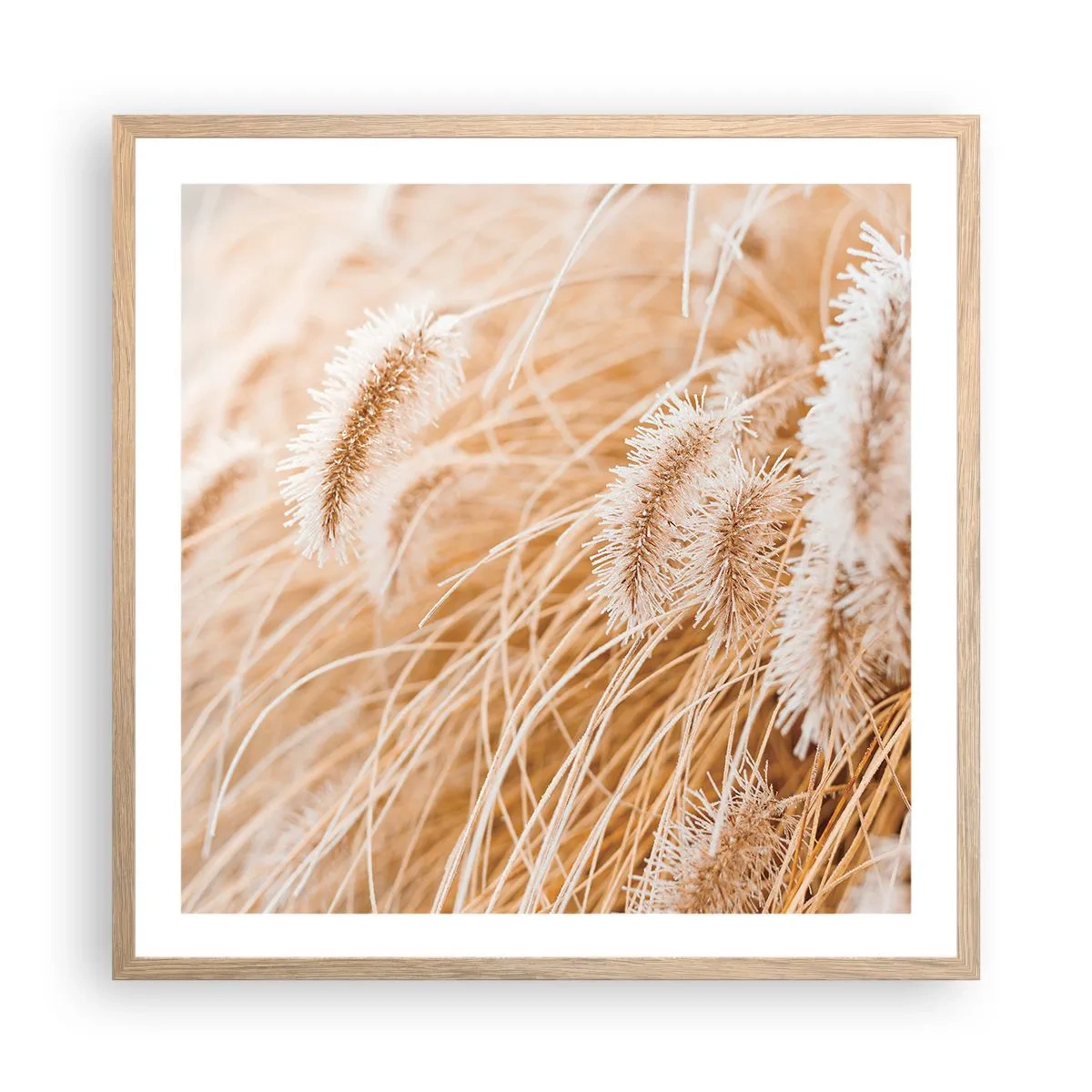 Plakat w ramie jasny dąb - Złoty szelest traw - 60x60 cm