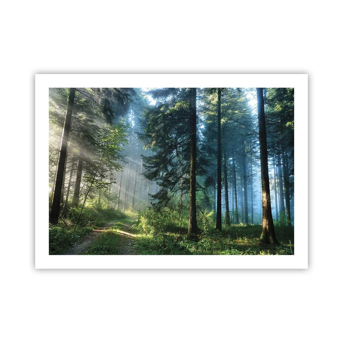 Plakat - Rozpromieniony o poranku - 70x50 cm