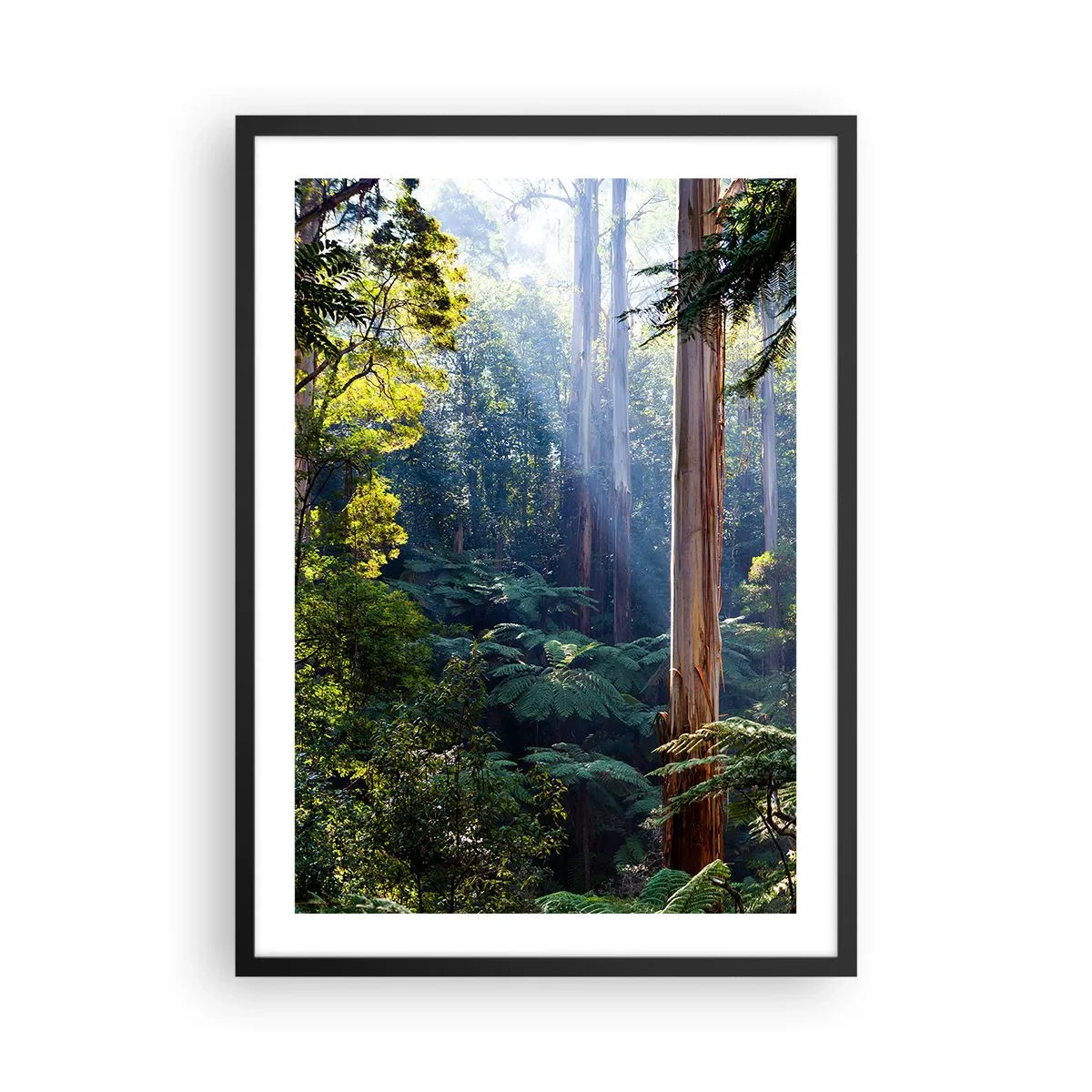 Plakat w czarnej ramie - Baśń lasu - Tropikalny las deszczowy oświetlony promieniami słońca - 50x70cm