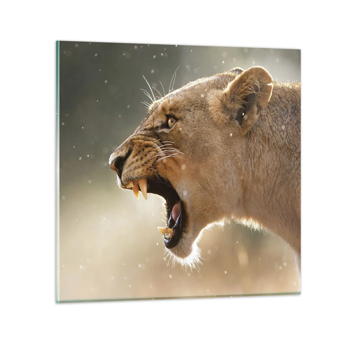 Obraz na szkle - Spróbuj nie posłuchać - 60x60 cm