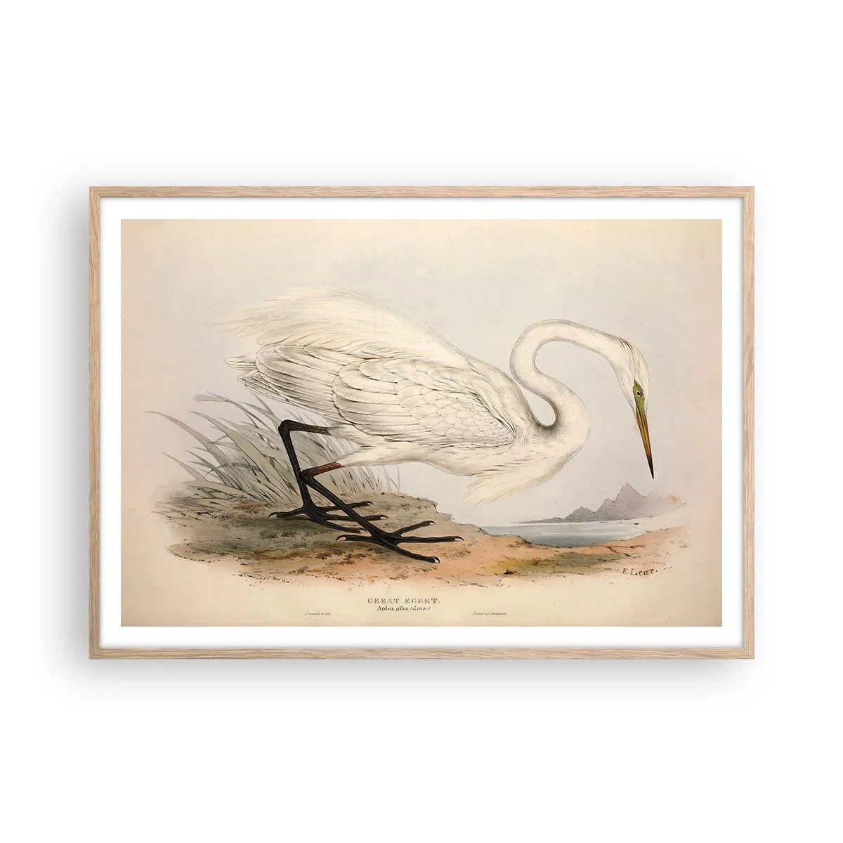 Plakat w ramie jasny dąb - Pani na szuwarach - 100x70 cm