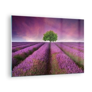 Obraz na szkle - Pole lawendy z samotnym drzewem na tle nieba - 70x50cm - Na lawendowych polach - Nowoczesna dekoracja ścienna do salonu i sypialni ARTTOR