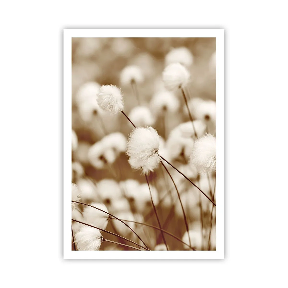 Plakat - Puszysty łan - 70x100 cm