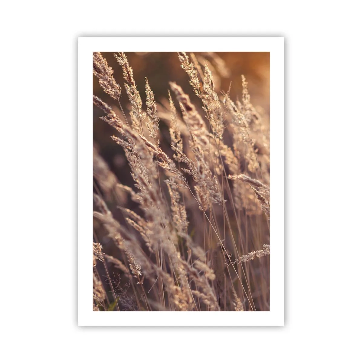 Plakat - Złociste kłosy traw oświetlone promieniami słońca - 50x70cm - Gotowe na powitanie jesieni - Nowoczesna dekoracja ścienna do salonu, kuchni i sypialni ARTTOR