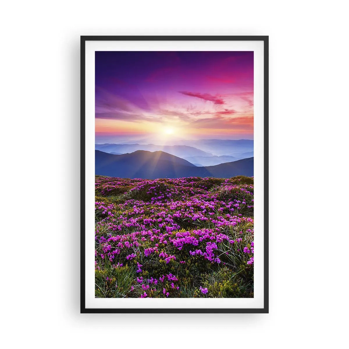 Plakat w czarnej ramie - Ziół zapachniały świeże pęki od niw - 61x91 cm