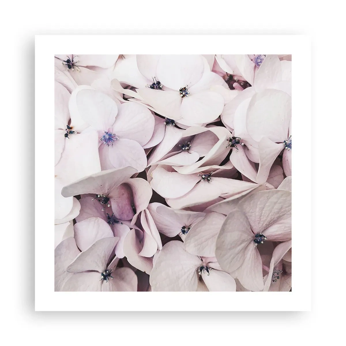 Plakat - W powodzi kwiatów - 50x50 cm