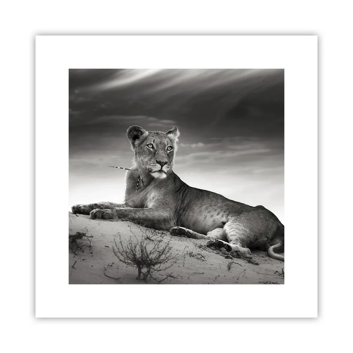 Plakat - Odpoczynek królowej pustyni - 30x30 cm
