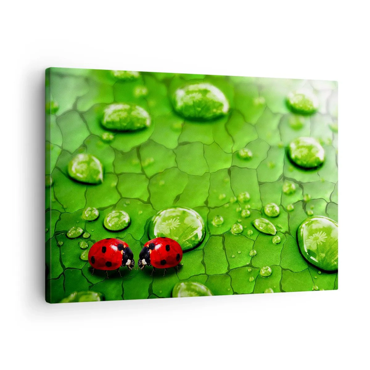 Obraz na płótnie - Dwie biedronki na liściu z kroplami wody w makrofotografii - 70x50cm - Spotkanie w zieleni - Nowoczesna dekoracja ścienna do salonu i sypialni ARTTOR
