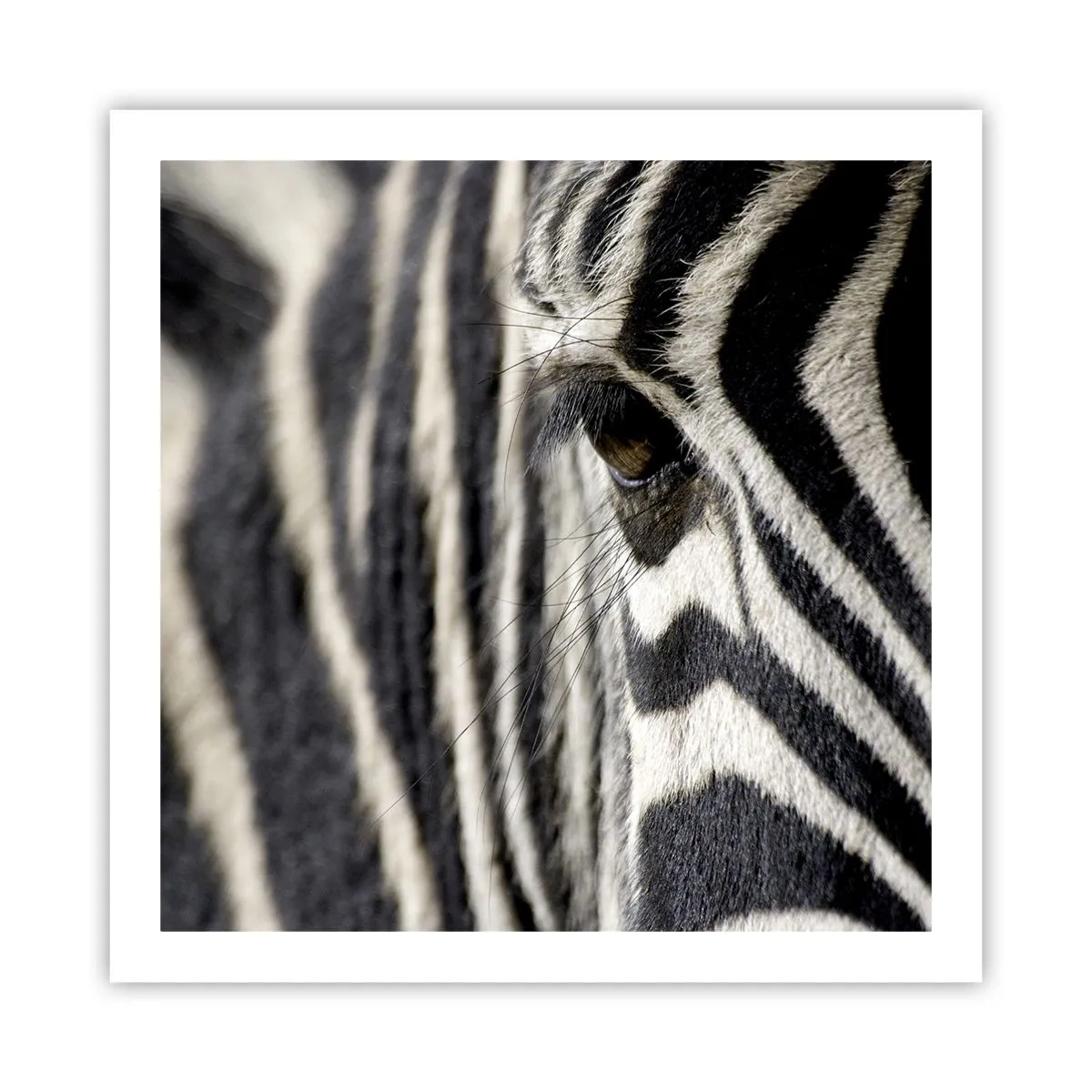 Plakat - Portret w paski - 60x60 cm