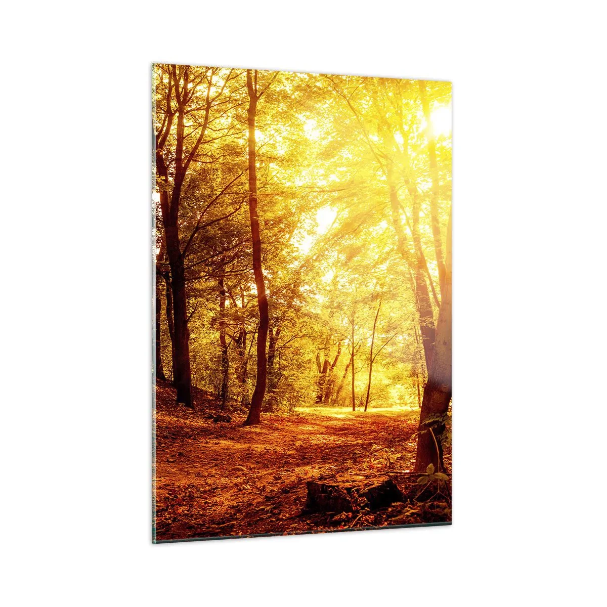 Obraz na szkle - Jesienny las oświetlony ciepłym blaskiem słońca - 50x70cm - Ku złotej polanie - Nowoczesna dekoracja ścienna do salonu, kuchni i sypialni ARTTOR