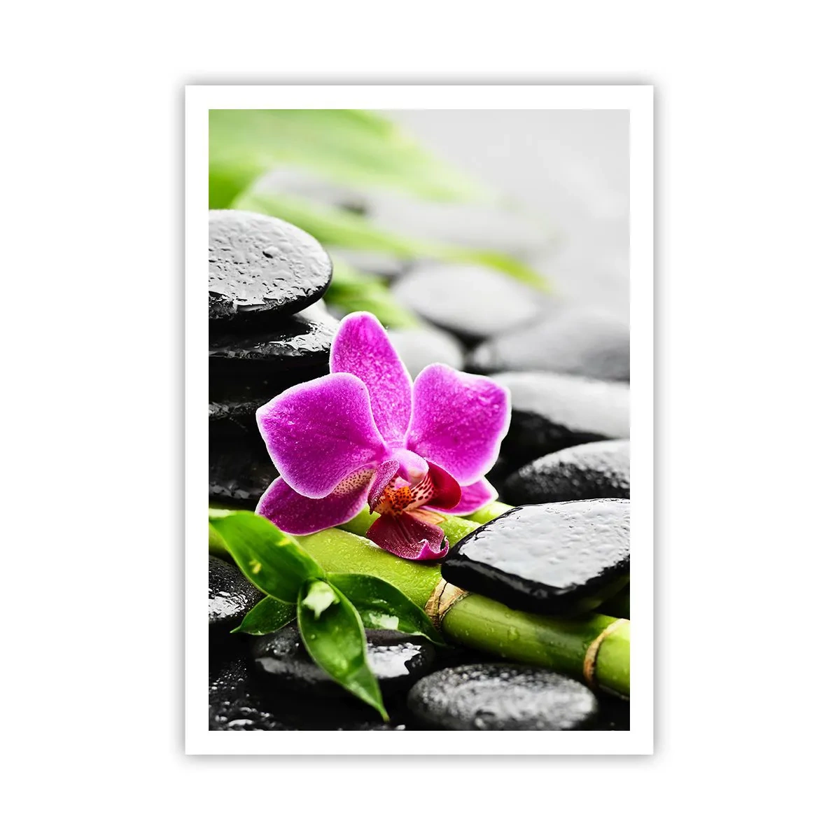 Plakat - W spokojnej równowadze - 70x100 cm