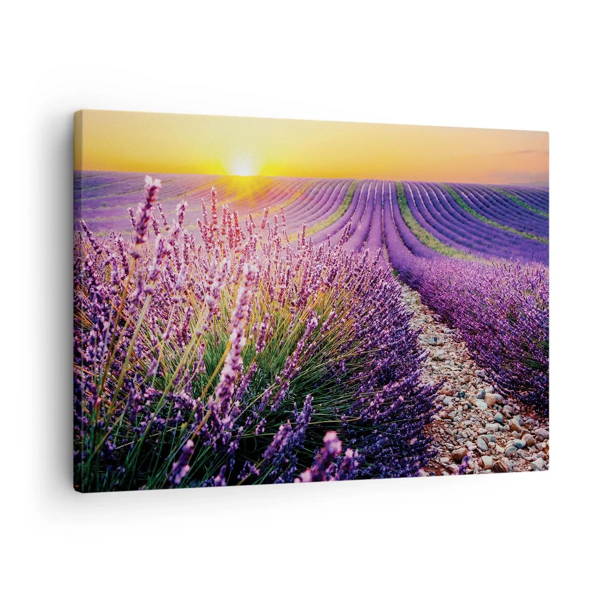 Obraz na płótnie - Pole lawendy o zachodzie słońca - 70x50cm - Pachnący łan - Nowoczesna dekoracja ścienna do salonu i sypialni ARTTOR