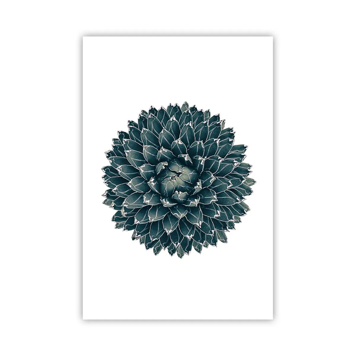 Plakat - Gwiazda pustyni - 61x91 cm