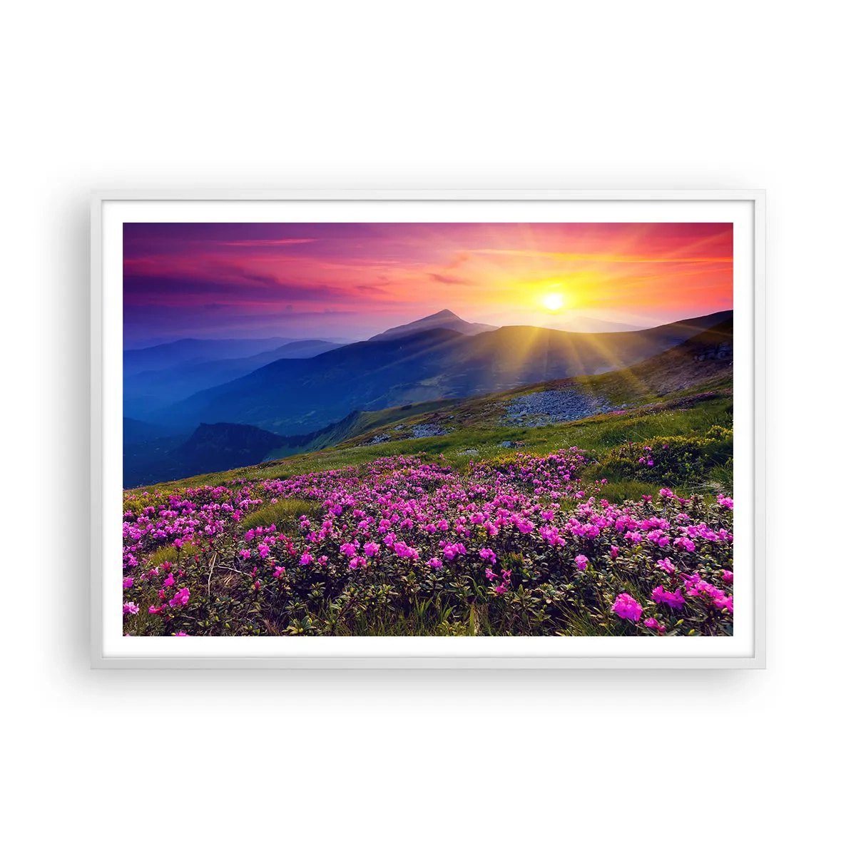 Plakat w białej ramie - … A dokoła pachnie kosodrzewina i wonieją zioła - 100x70 cm