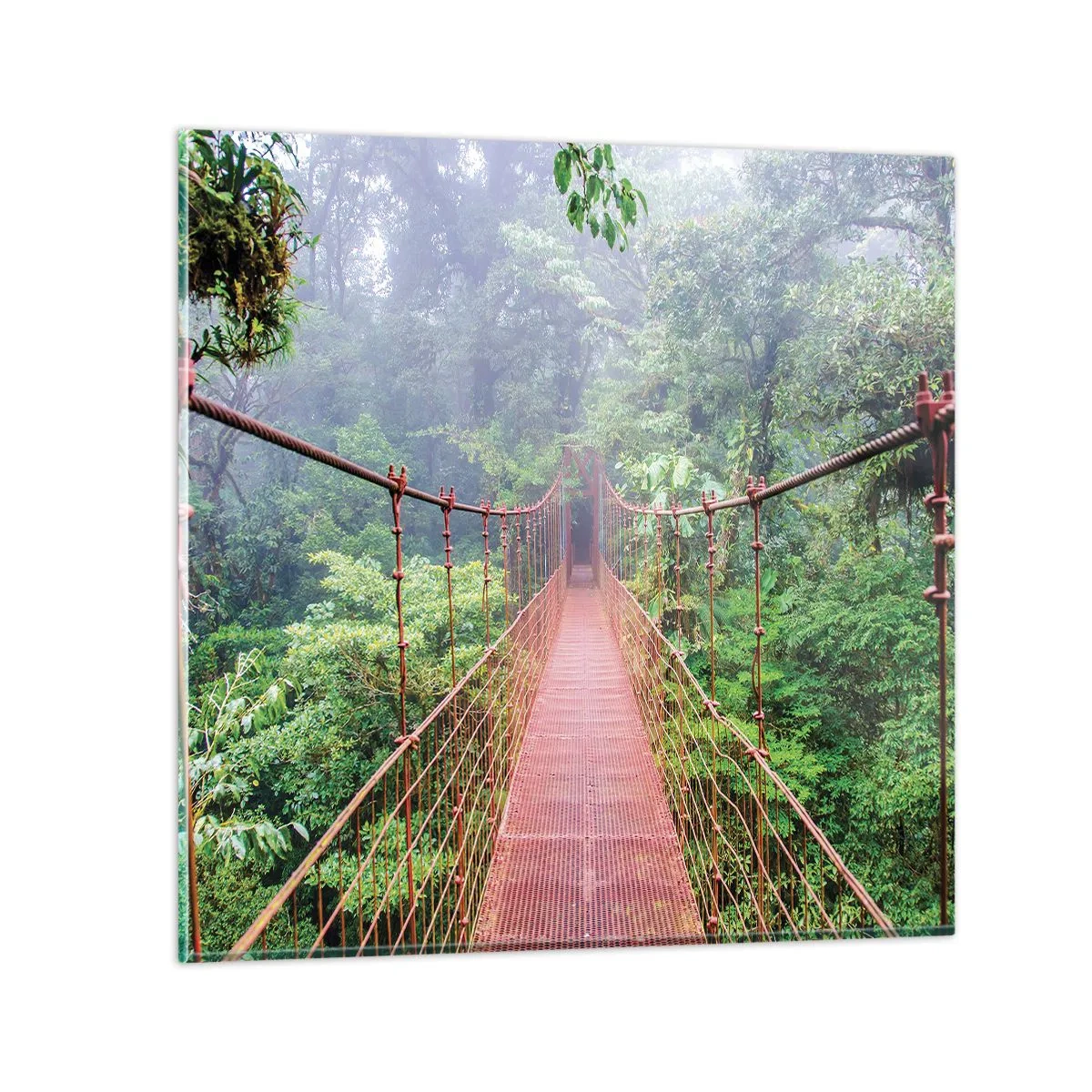 Obraz na szkle - Zawieszony nad koronami - 60x60 cm