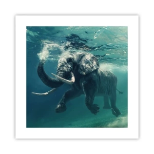 Plakat - Wszyscy lubią pływać - 40x40 cm