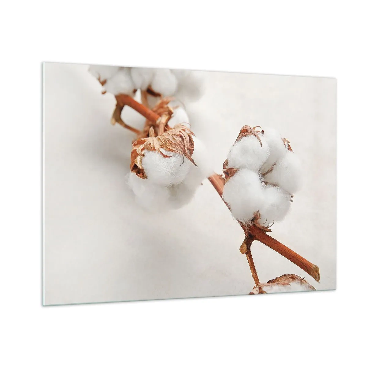Obraz na szkle - Zbliżenie na gałązkę bawełny na jasnym tle - 100x70cm - Tylko tulić - Nowoczesna dekoracja ścienna do salonu, kuchni i sypialni ARTTOR