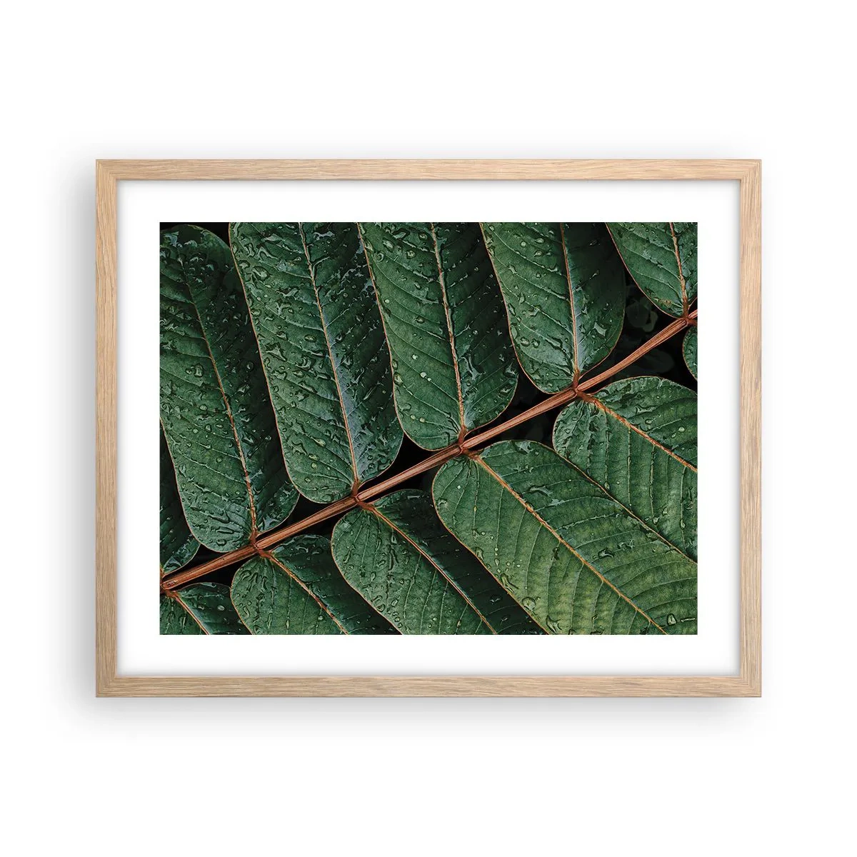 Plakat w ramie jasny dąb - W zielonym rytmie - 50x40 cm