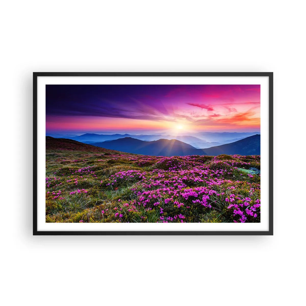 Plakat w czarnej ramie - Ziół zapachniały świeże pęki od niw - 91x61 cm