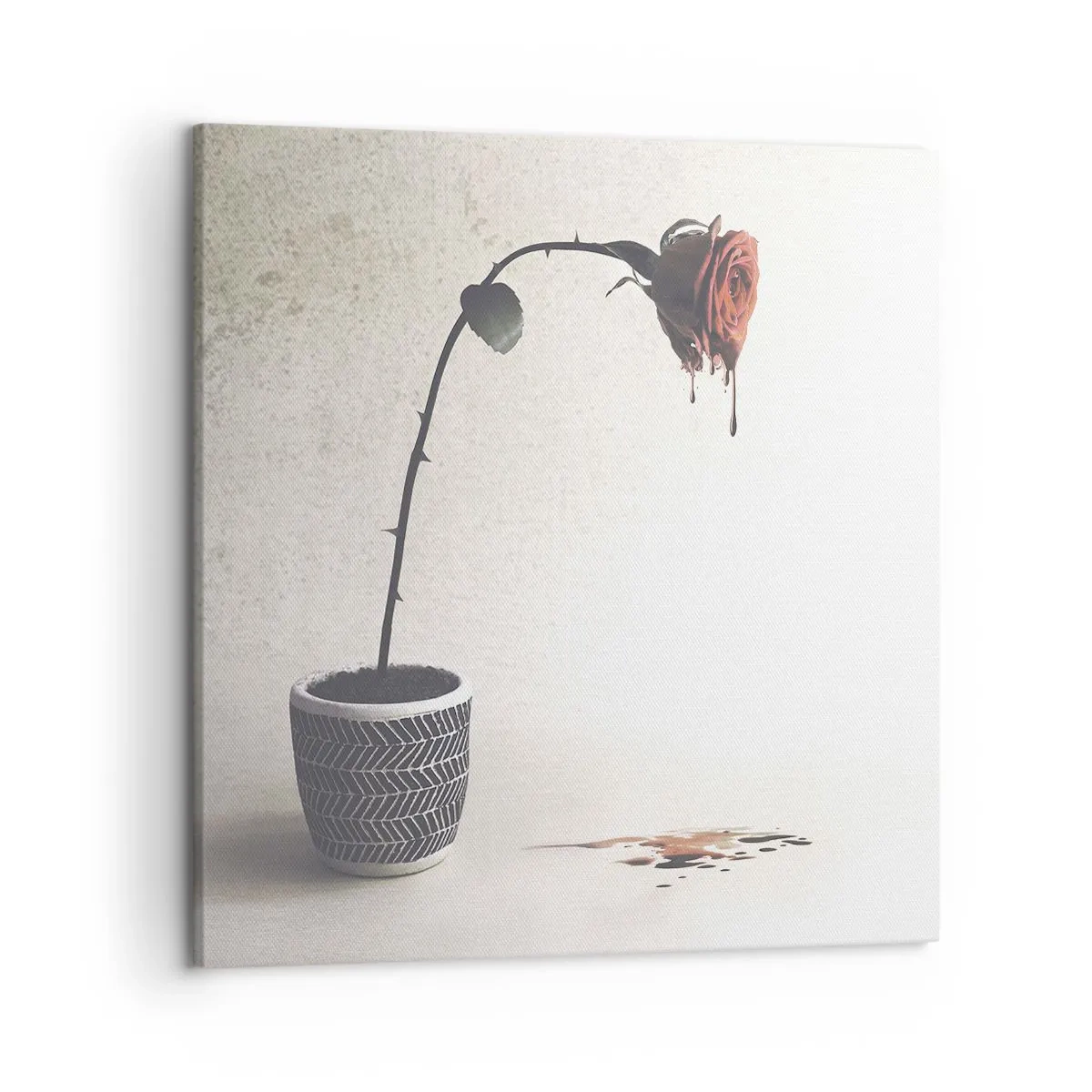 Obraz na płótnie - Rosa dolorosa - 50x50 cm