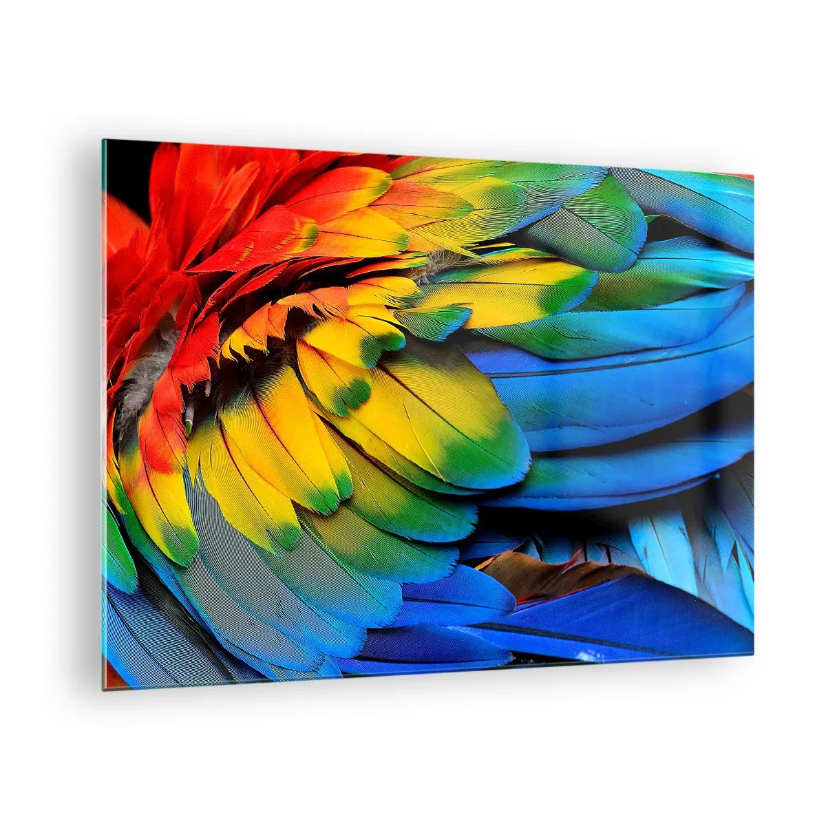 Obraz na szkle - Kolorowe pióra papugi w intensywnych barwach tęczy - 70x50cm - Rajski ptak - Nowoczesna dekoracja ścienna do salonu i sypialni ARTTOR