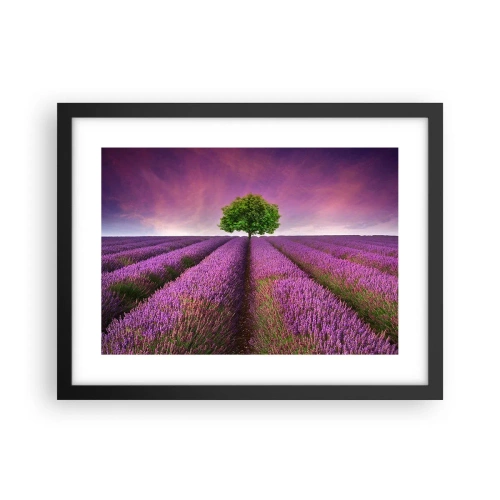 Plakat w czarnej ramie - Na lawendowych polach - 40x30 cm