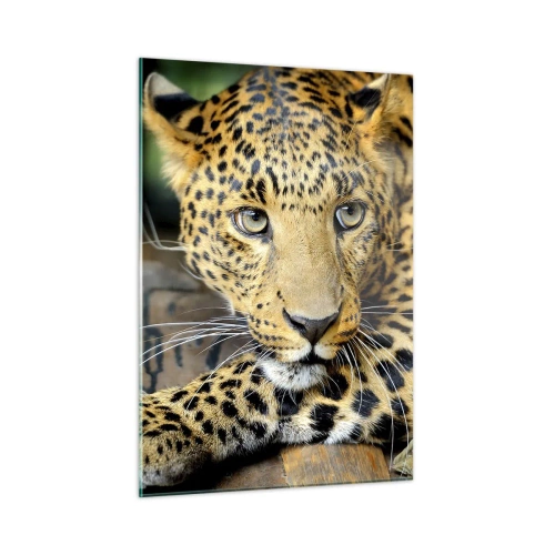 Obraz na szkle - Leopard odpoczywający na drewnianej powierzchni - 50x70cm - Nie bój się, podejdź - Nowoczesna dekoracja ścienna do salonu, kuchni i sypialni ARTTOR