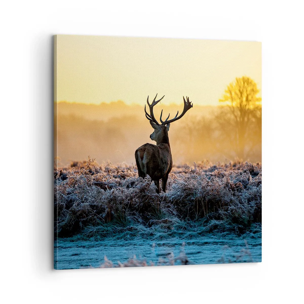 Obraz na płótnie - Koronowany na swoich włościach - 60x60 cm