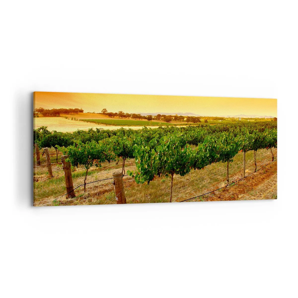 Obraz na płótnie - Winorośle na plantacji przy złotym zachodzie słońca - 120x50cm - Napić się słońca - Nowoczesna dekoracja ścienna do salonu i sypialni ARTTOR