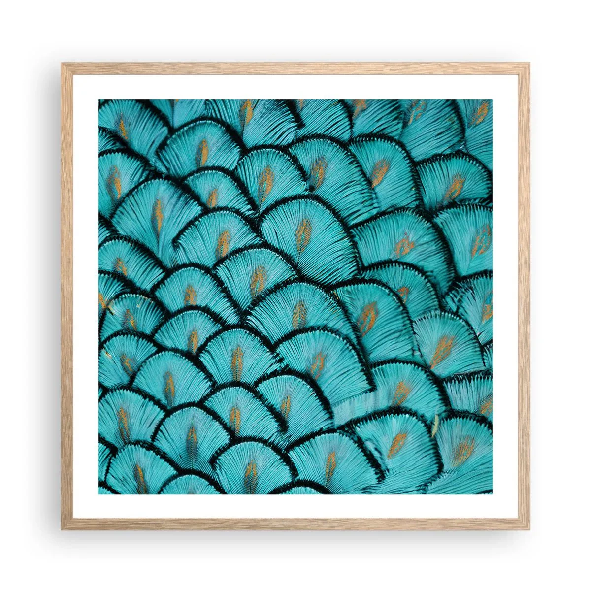 Plakat w ramie jasny dąb - Wielka gala piór - 60x60 cm