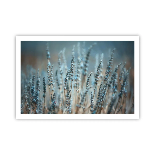 Plakat - Pachnący łan - 91x61 cm