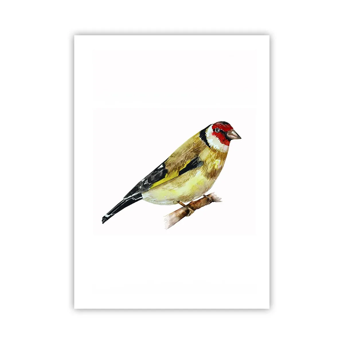 Plakat - Szczygieł na gałęzi w akwarelowym stylu - 50x70cm - Ptasi portret - Nowoczesna dekoracja ścienna do salonu, kuchni i sypialni ARTTOR