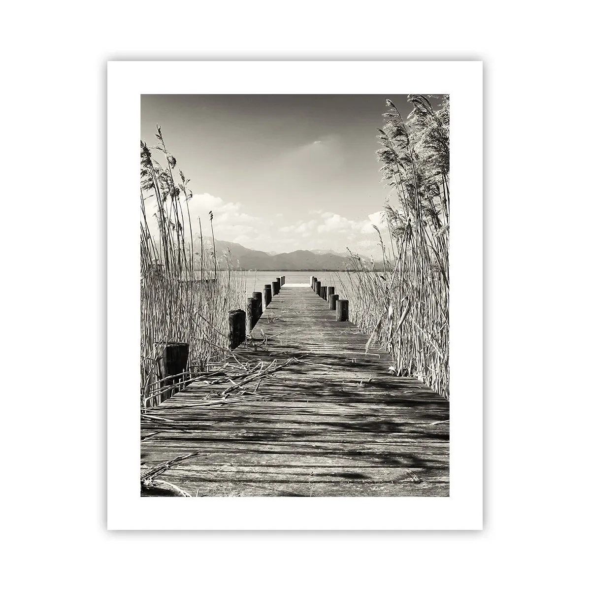 Plakat - W zaciszu traw - 40x50 cm