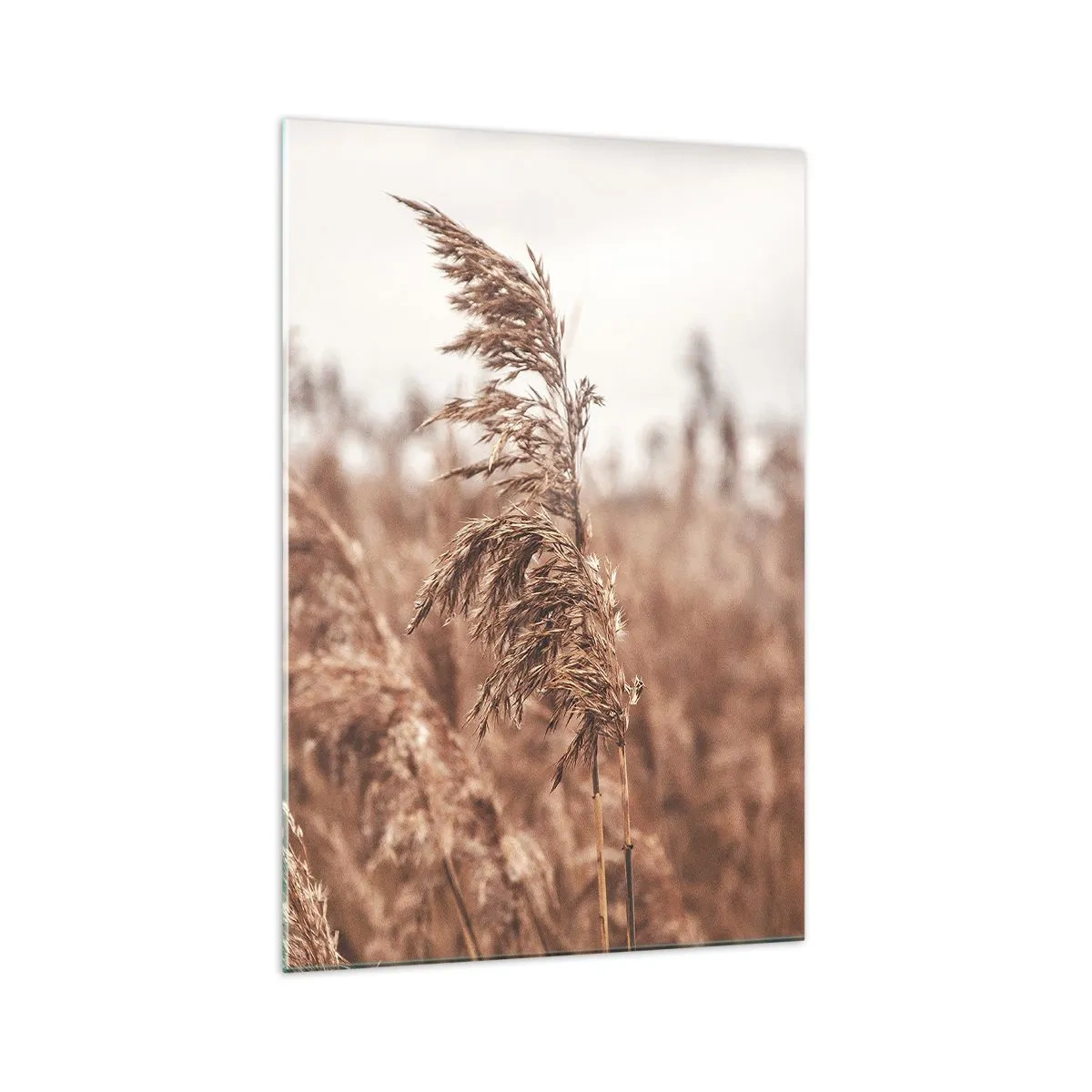 Obraz na szkle - Złote trawy na tle jesiennej scenerii - 70x100cm - Na polach już jesień - Nowoczesna dekoracja ścienna do salonu i sypialni ARTTOR