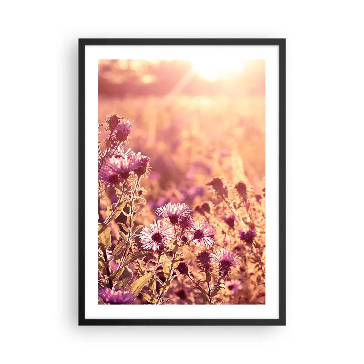 Plakat w czarnej ramie - Pole fioletowych kwiatów w świetle zachodzącego słońca - 50x70cm - Przed odejściem lata - Nowoczesna dekoracja ścienna do salonu i sypialni ARTTOR