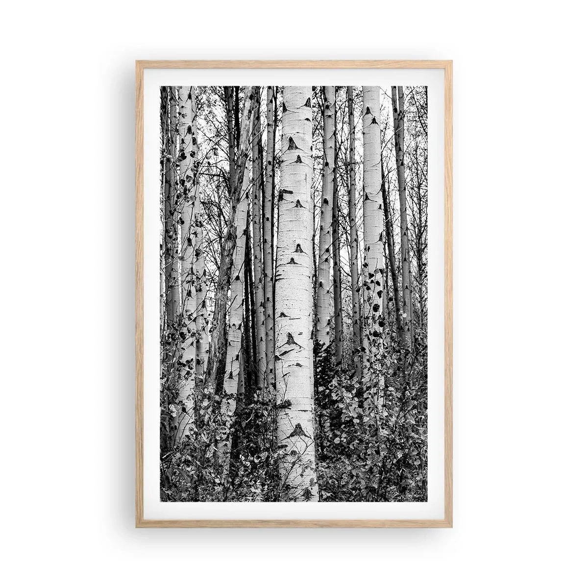 Plakat w ramie jasny dąb - Brzozowa kolumnada - 61x91 cm