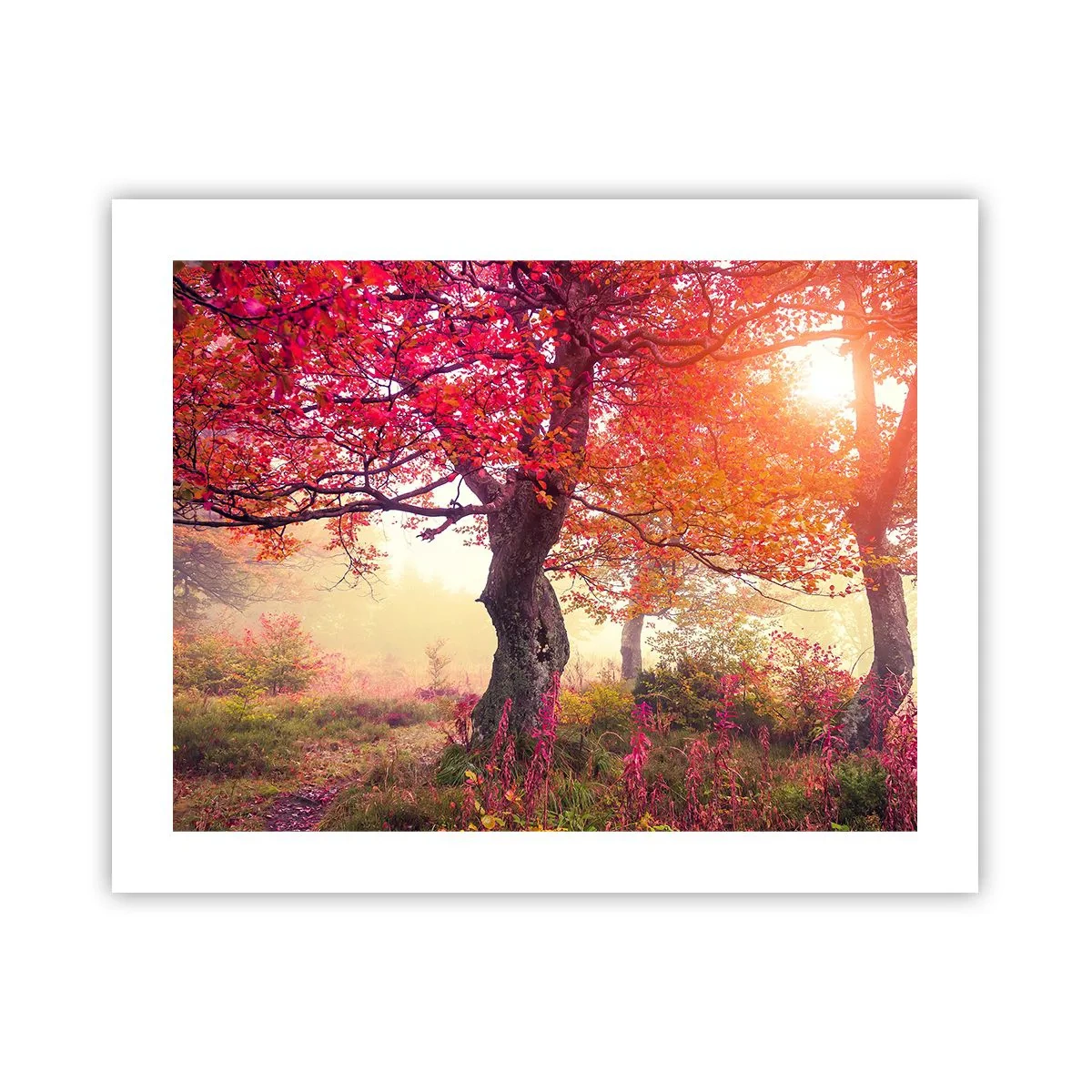 Plakat - Szał rozkwitu - 50x40 cm
