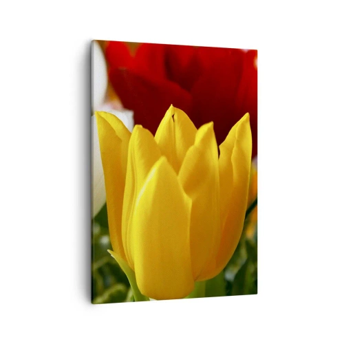 Obraz na płótnie - Żółty tulipan na tle czerwonych i białych kwiatów - 50x70cm - Tulipanowa gorączka - Nowoczesna dekoracja ścienna do salonu, kuchni i sypialni ARTTOR
