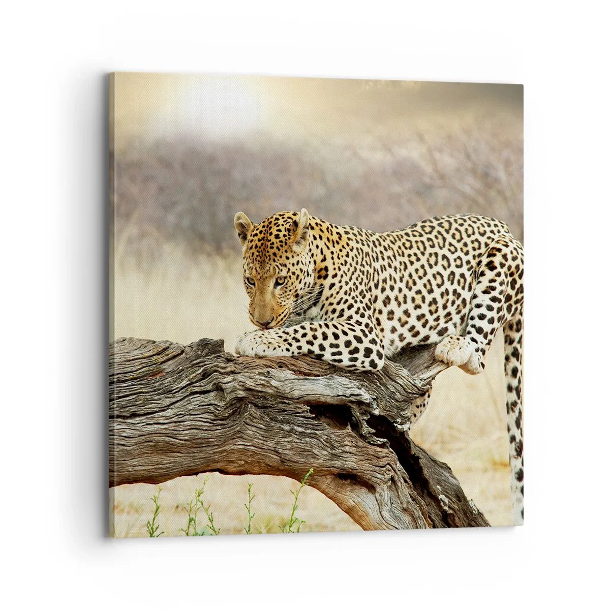 Obraz na płótnie - Chadzam własnymi drogami - 70x70 cm