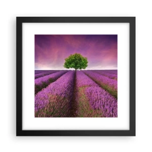 Plakat w czarnej ramie - Na lawendowych polach - 30x30 cm