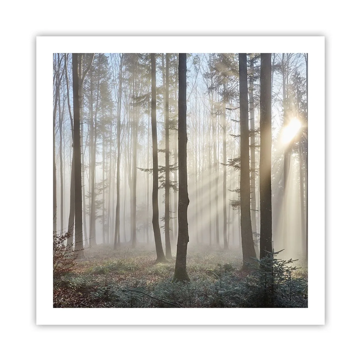 Plakat - Mgła też się zbudziła - 60x60 cm